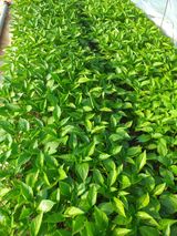 팜모닝 고추·영농일지 게시글 이미지