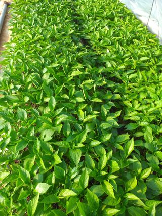 박웅님의 고추 · 영농일지 작성글 사진