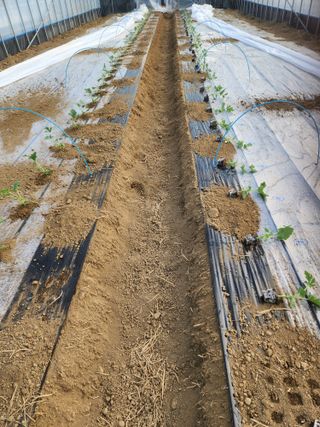 김저팔계님의 기타작물 · 영농일지 작성글 사진
