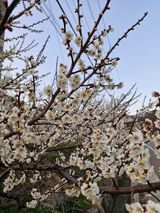 매실향기차향기님의 작성글 사진