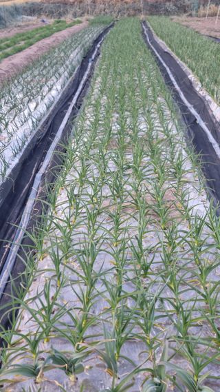 김동명님의 마늘 · 영농일지 작성글 사진