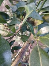 팜모닝 귤·영농일지 게시글 이미지