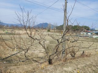 블루베리8828님의 기타작물 · 영농일지 작성글 사진