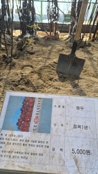 늘푸른 농장주님의 기타작물 · 영농일지 작성글 사진