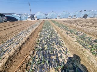백석읍오산3리조남범님의 기타작물 · 영농일지 작성글 사진