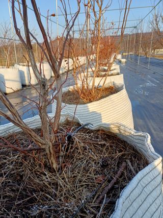 12345우각장당리님의 블루베리 · 영농일지 작성글 사진