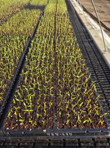 팜모닝 고추·영농일지 게시글 이미지