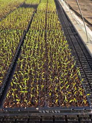 홍성원님의 고추 · 영농일지 작성글 사진