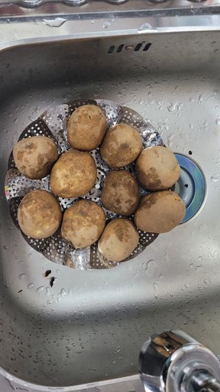 님의 감자 · 영농일지 작성글 사진