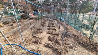 권혁렬님의 고추 · 영농일지 작성글 사진