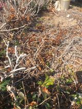 팜모닝 기타작물·영농일지 게시글 이미지