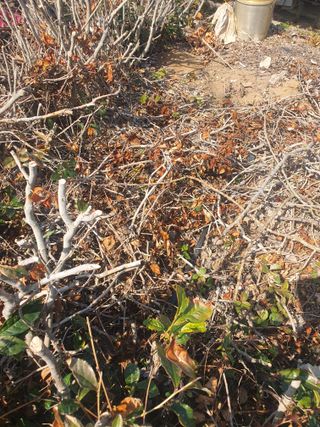 이영준님의 기타작물 · 영농일지 작성글 사진