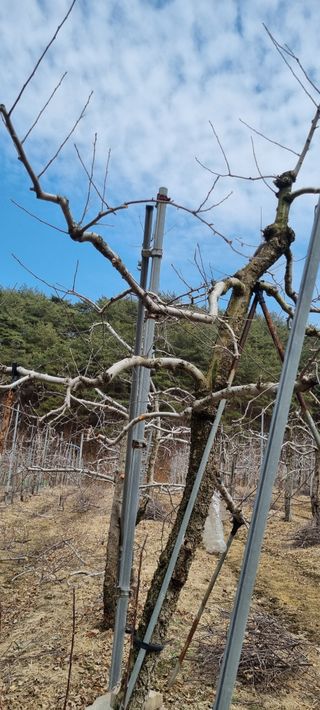 김은희님의 사과 · 영농일지 작성글 사진