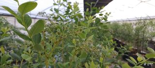 류근택님의 블루베리 · 영농일지 작성글 사진