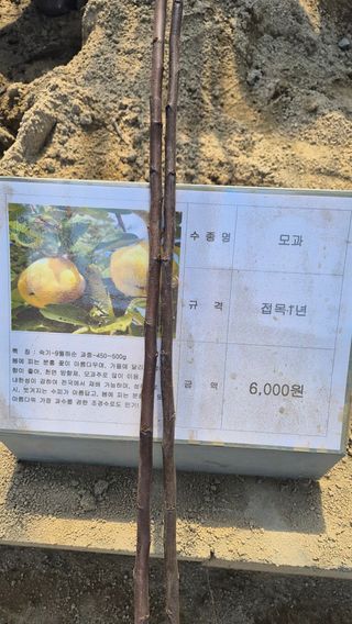 늘푸른 농장주님의 기타작물 · 영농일지 작성글 사진