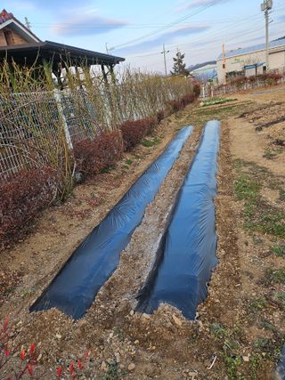 신득경님의 감자 · 영농일지 작성글 사진