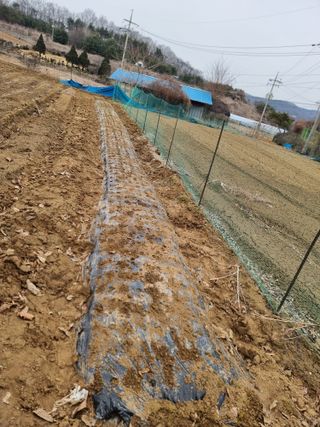 권병☆님의 마늘 · 영농일지 작성글 사진