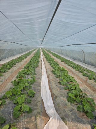 빛그린 김용화님의 호박 · 영농일지 작성글 사진