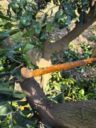 산방자연농원님의 귤 · 영농일지 작성글 사진