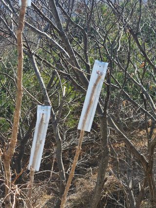 고사리.밤.육쪽마늘님의 두릅 · 영농일지 작성글 사진