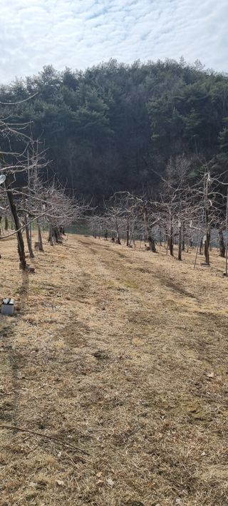 김은희님의 사과 · 영농일지 작성글 사진