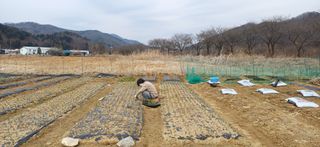 남궁봉님의 감자 · 영농일지 작성글 사진