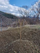 팜모닝 복숭아·영농일지 게시글 이미지