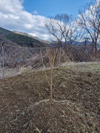 성은모님의 복숭아 · 영농일지 작성글 사진