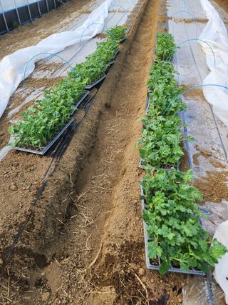 김저팔계님의 기타작물 · 영농일지 작성글 사진