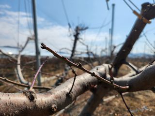 꿀복이농장님의 복숭아 · 영농일지 작성글 사진