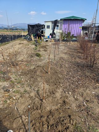 늘푸른 농장주님의 기타작물 · 영농일지 작성글 사진