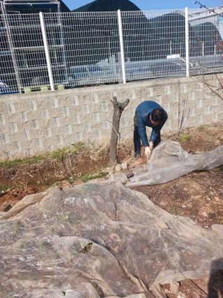 최연태님의 기타작물 · 영농일지 작성글 사진