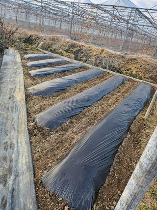신득경님의 감자 · 영농일지 작성글 사진