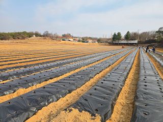 김병창님의 감자 · 영농일지 작성글 사진