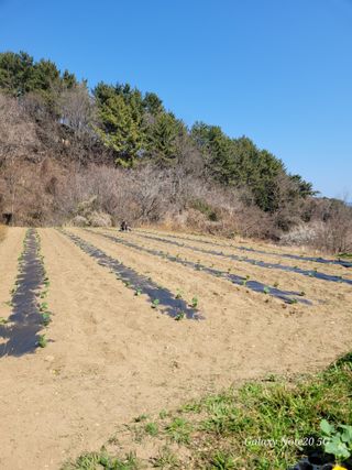 하정애님의 호박 · 영농일지 작성글 사진