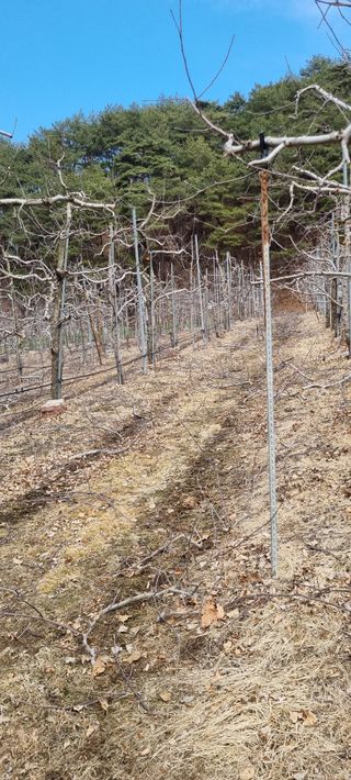 김은희님의 사과 · 영농일지 작성글 사진