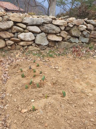 석이아빠님의 기타작물 · 영농일지 작성글 사진