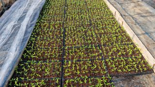 홍성원님의 고추 · 영농일지 작성글 사진