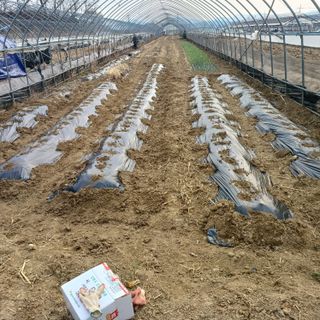 김진영님의 감자 · 영농일지 작성글 사진