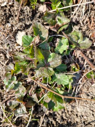 매실향기차향기님의 파 · 영농일지 작성글 사진
