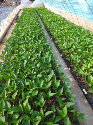 박웅님의 고추 · 영농일지 작성글 사진