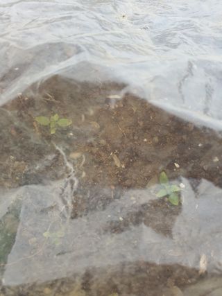 석이아빠님의 기타작물 · 영농일지 작성글 사진