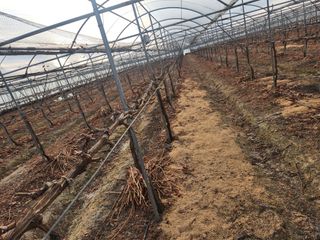 잘살아보세님의 포도 · 영농일지 작성글 사진