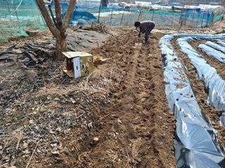 김학수님의 기타작물 · 영농일지 작성글 사진