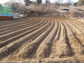 김진현님의 기타작물 · 영농일지 작성글 사진