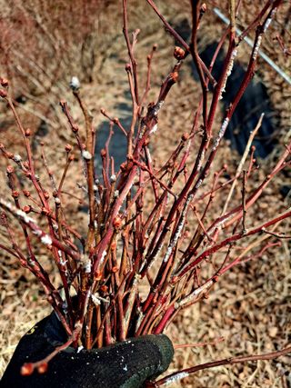 황인근님의 블루베리 · 영농일지 작성글 사진