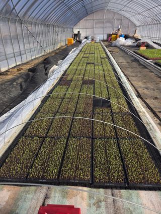 홍성원님의 고추 · 영농일지 작성글 사진