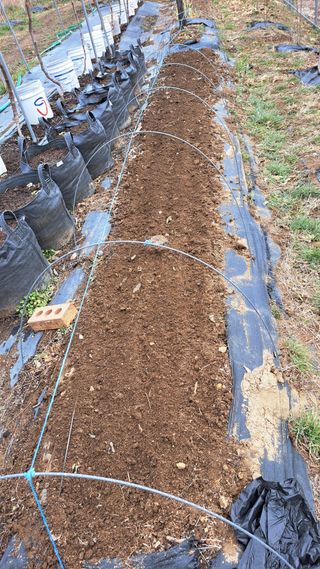 주윤발이님의 파 · 영농일지 작성글 사진