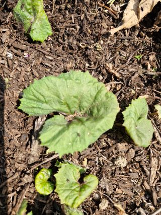 매실향기차향기님의 파 · 영농일지 작성글 사진