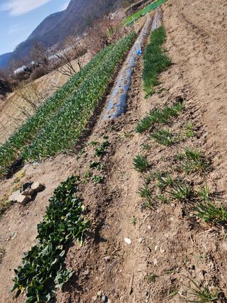 옥수수14683님의 기타작물 · 영농일지 작성글 사진